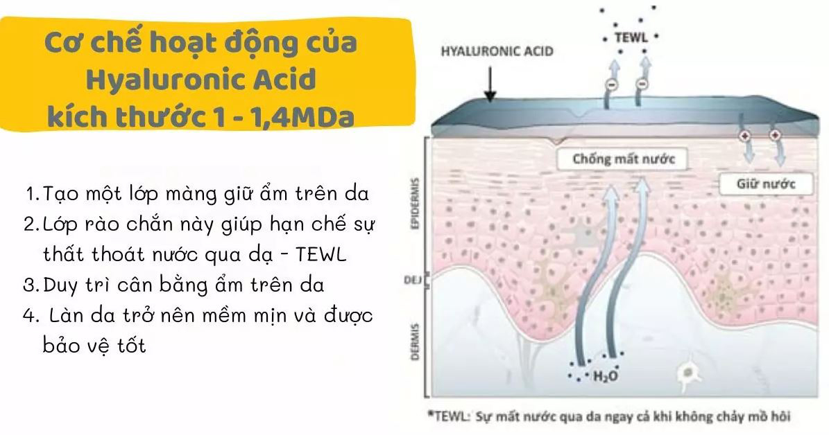 Cơ chế khiến làn da mất nước