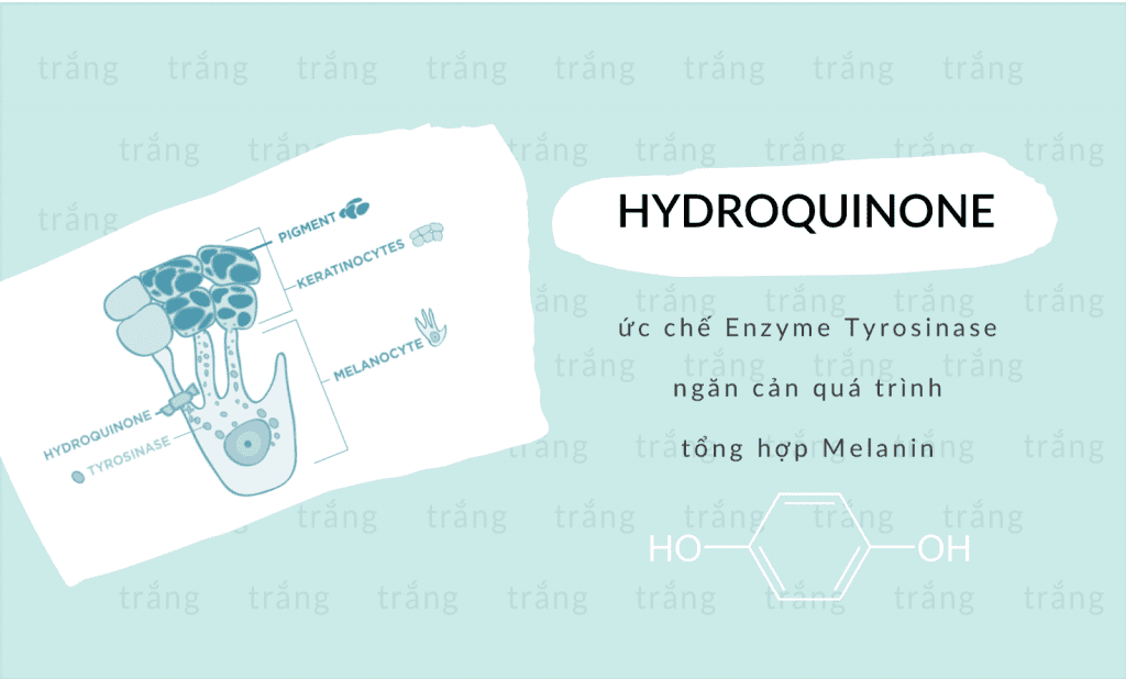 hydroquinone ngăn cản hình thành melamin
