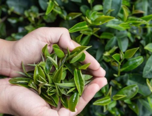 thức uống “trẻ hóa” làn da